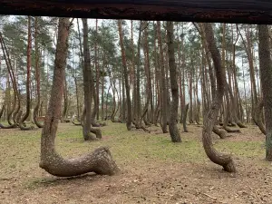 Crooked Forest in Poland