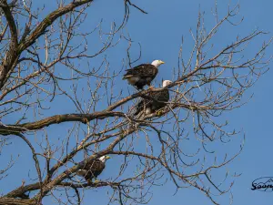 Eagles Bluff Golf Course