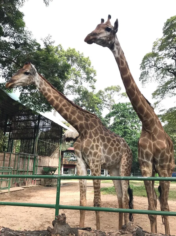 2_Vita Garden Mini-Zoo