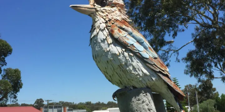 Big Kookaburra