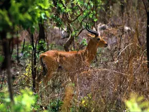 Owabi Wildlife Sanctuary