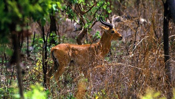 Owabi Wildlife Sanctuary