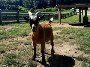 Fox's High Rock Farm