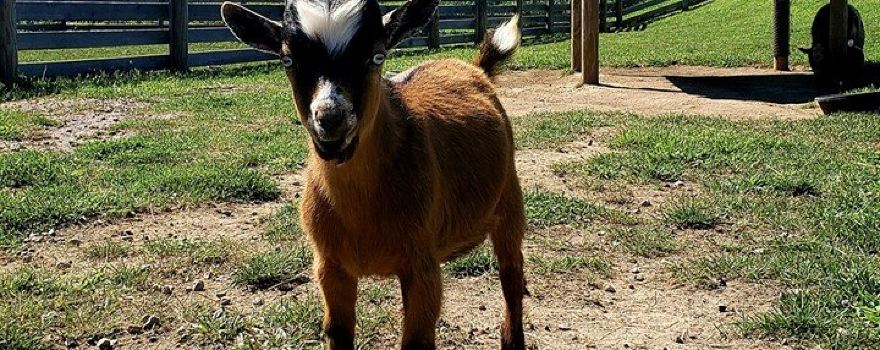 Fox's High Rock Farm