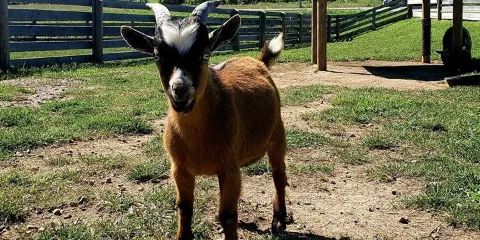 Fox's High Rock Farm