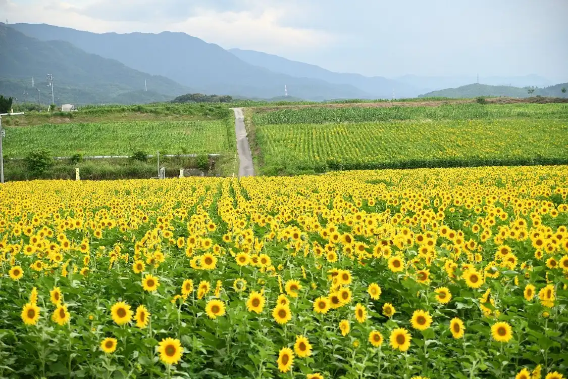 Hotel dekat Himawari no Sato Manno