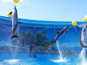 Del'finariy "Nemo"