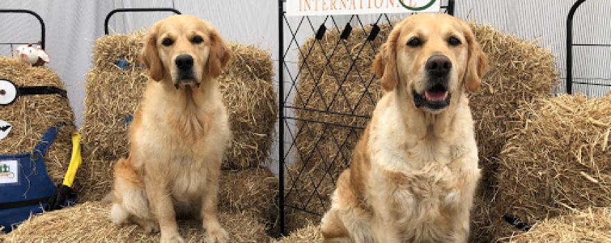 Sotra Hundehall