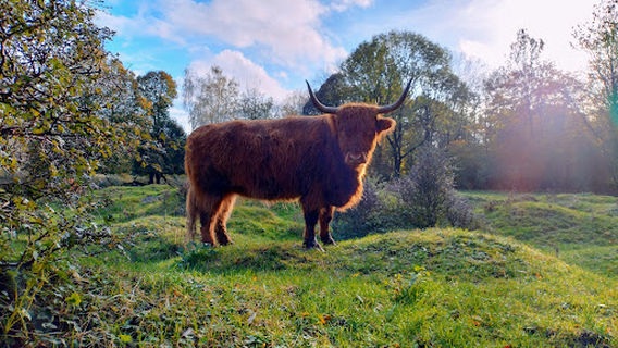 Zonneweide Stadspark Groningen