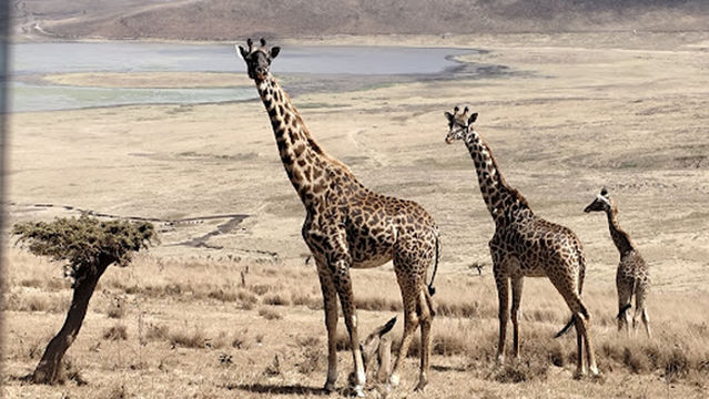 Ngorongoro Crater National Park