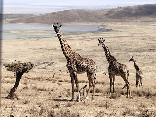 Ngorongoro Crater National Park