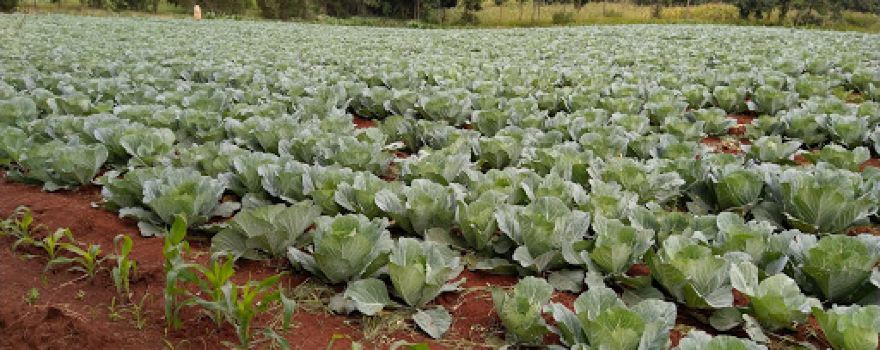 Nyaribo Farm
