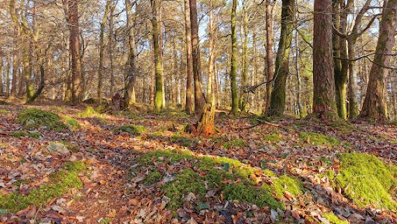 Devil's Glen Wood