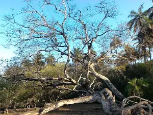 National Park Cantanhez Forests