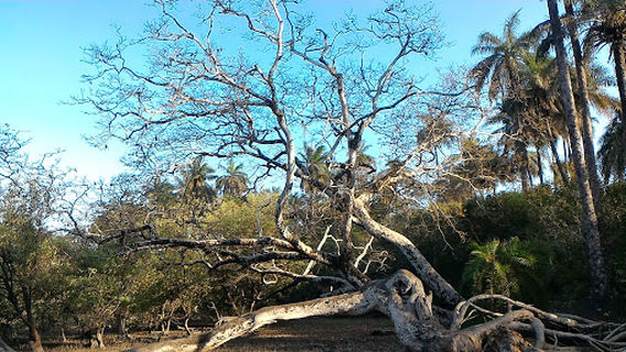 National Park Cantanhez Forests
