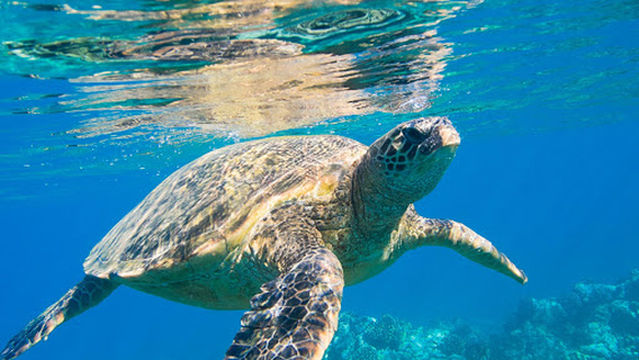 OceanSee Whale Watching