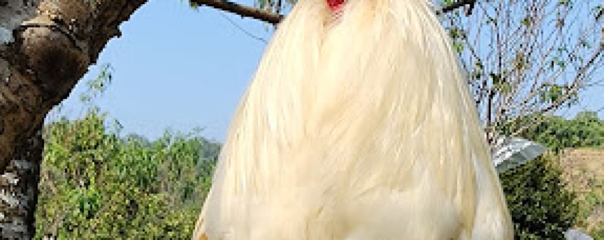 Vườn cam Anh Tuấn