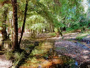 La Aliseda