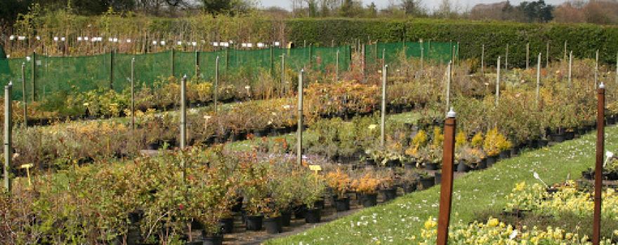Lilyhurst Plant Centre