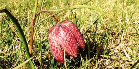 Naturschutzgebiet der Schachblume
