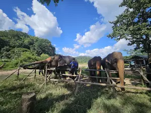 Maewang elephant cafe @ River