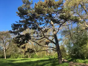 Dendrolohichnyy Park