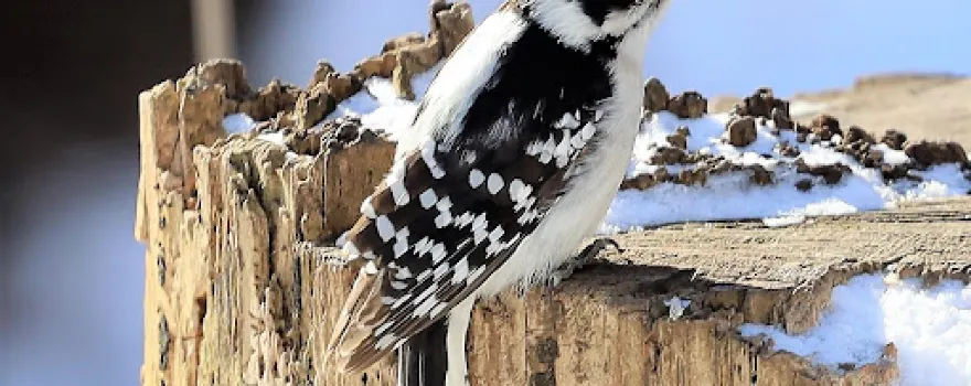 オージブウェイ