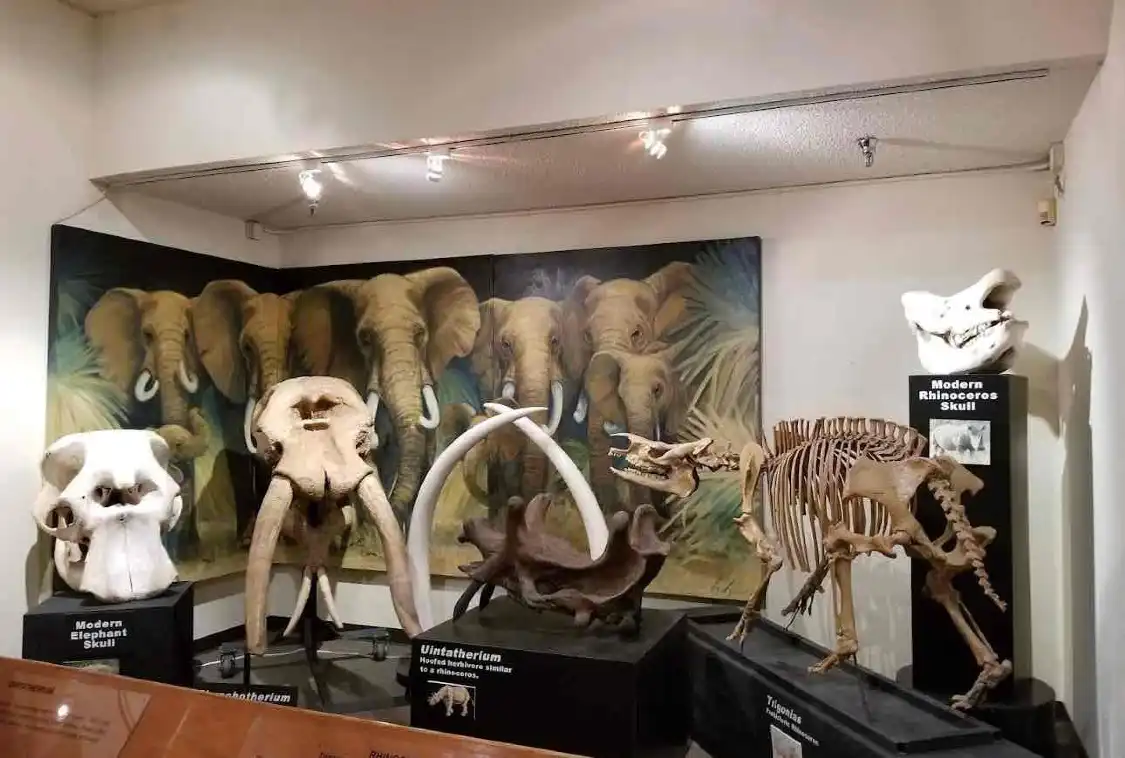 Hotels near Las Vegas Natural History Museum