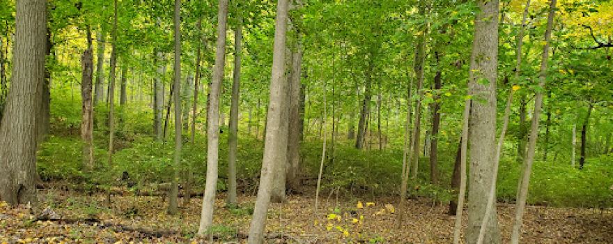 Tiffany Creek Preserve