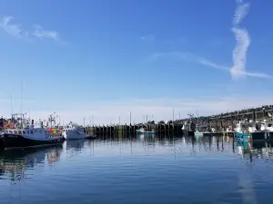 Sea Watch Tours