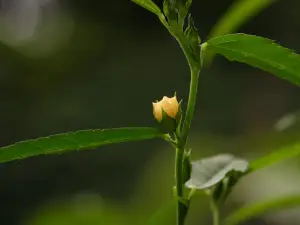 Thác Đứng