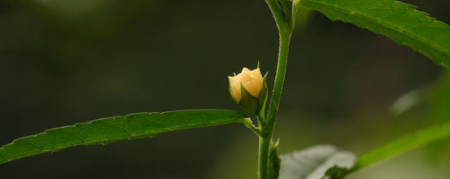 Thác Đứng