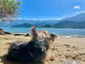 Praia Ilha do Pelado