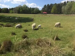 Wildpark Schorfheide