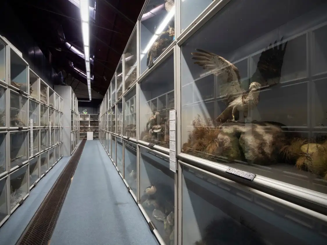Hotel in zona The Booth Museum of Natural History