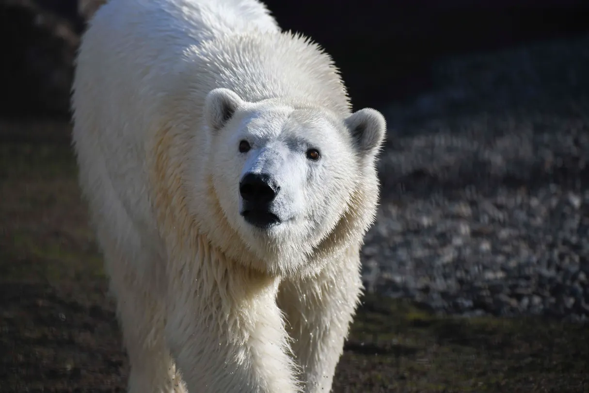 4_Oregon Zoo