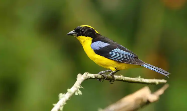 Các khách sạn gần Reserva Ecologica Rio Blanco