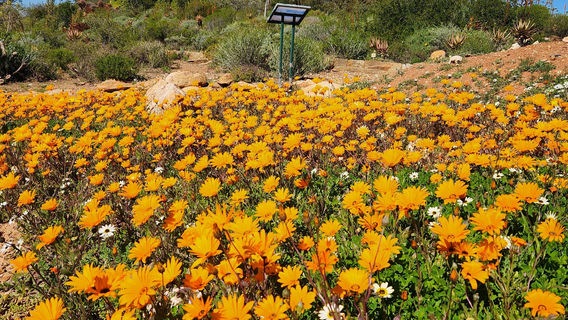 Karoo Desert National Botanical Garden