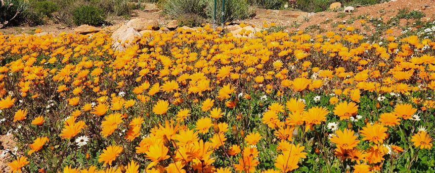 Karoo Desert National Botanical Garden