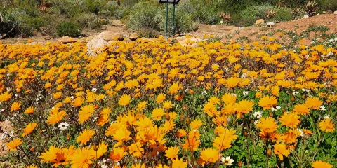 Karoo Desert Garden