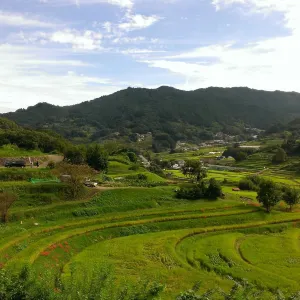 稲渕の棚田