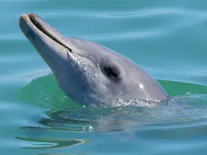 Perfect Nature Cruises