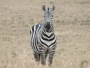 Ranger Safaris