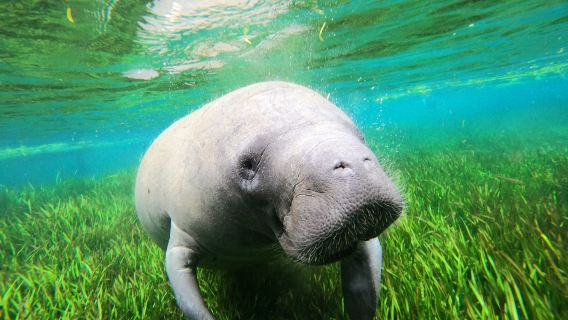 Paddletail Waterfront Adventures: Swimming With the Manatees