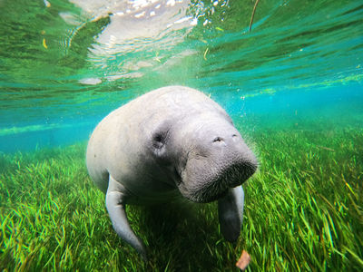 Paddletail Waterfront Adventures: Swimming With the Manatees