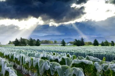 TE WHARE RA Vineyard and Winery