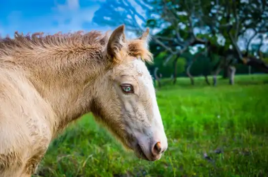 Hotels in Walker County