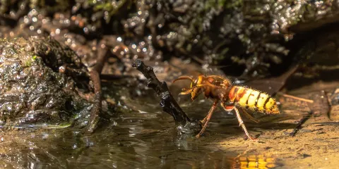 RSPB Swell Wood Nature Reserve