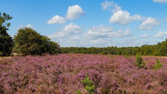 Natuurcentrum De Maashorst