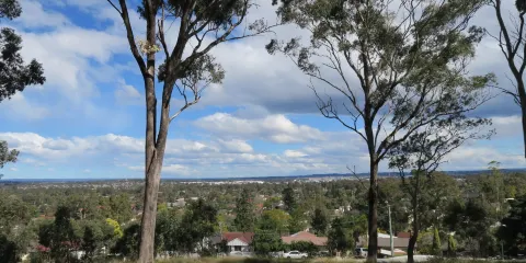 Lions Lookout